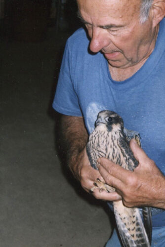 Bird Lore: O for a falconers voice